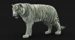 White Tiger 3D Model Online | Animal 3D Model Online