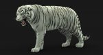 White Tiger 3D Model Online | Animal 3D Model Online