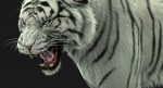 White Tiger 3D Model Online | Animal 3D Model Online