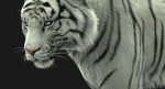 White Tiger 3D Model Online | Animal 3D Model Online