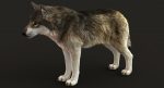 Wolf 3D Model Online | Animal 3D Model Online
