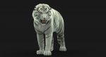 White Tiger 3D Model Online | Animal 3D Model Online
