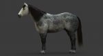 Horse 3D Model Online | Animal 3D Model Online