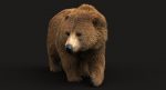 Brown Bear 3D Model Online | Animal 3D Model Online