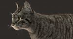 Grey Cat 3D Model Online | Animal 3D Model Online