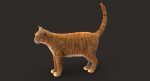 Cat 3D Model Online | Animal 3D Model Online