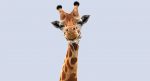 Giraffe (FUR) (RIGGED) 3D Model Online | Animal 3D Model Online