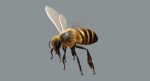 Honeybee (FUR) (RIGGED) 3D Model Online | Animal 3D Model Online