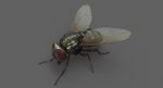 Housefly (RIGGED) 3D Model Online | Animal 3D Model Online