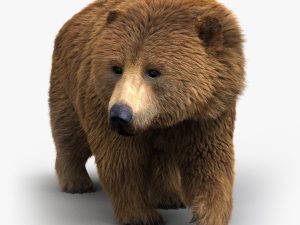 Brown Bear 3D Model Online | Animal 3D Model Online
