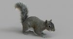 Squirrel (FUR) (RIGGED) 3D Model Online | Animal 3D Model Online