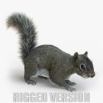 Squirrel (FUR) (RIGGED) 3D Model Online | Animal 3D Model Online