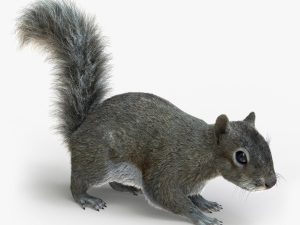 Squirrel (FUR) (RIGGED) 3D Model Online | Animal 3D Model Online