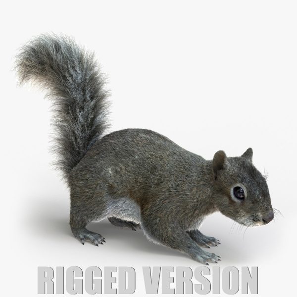 Squirrel (FUR) (RIGGED) 3D Model Online | Animal 3D Model Online