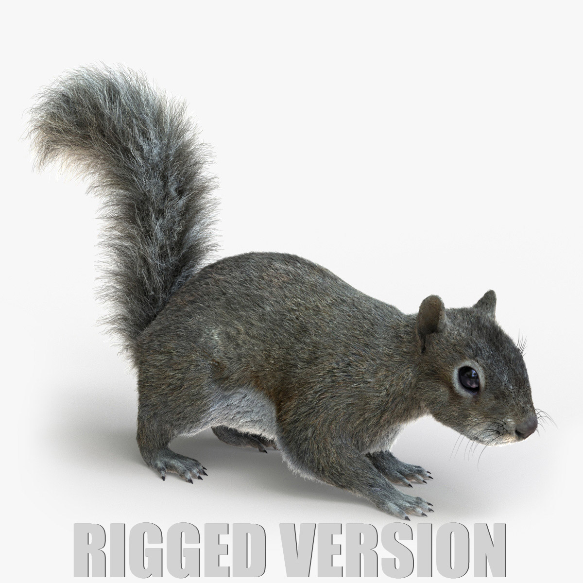 Squirrel (FUR) (RIGGED) 3D Model Online | Animal 3D Model Online