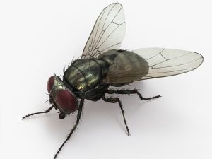Housefly (RIGGED) 3D Model Online | Animal 3D Model Online