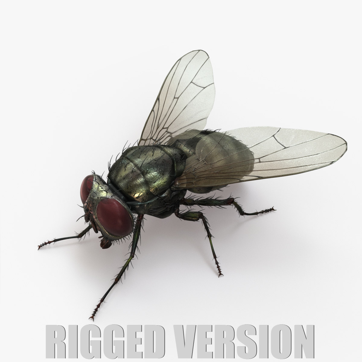 Housefly (RIGGED) 3D Model Online | Animal 3D Model Online