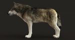 Wolf 3D Model Online | Animal 3D Model Online