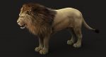 Lion 3D Model Online | Animal 3D Model Online