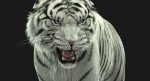 White Tiger 3D Model Online | Animal 3D Model Online