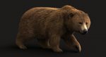 Brown Bear 3D Model Online | Animal 3D Model Online