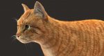 Cat 3D Model Online | Animal 3D Model Online