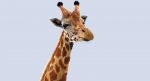 Giraffe (FUR) (RIGGED) 3D Model Online | Animal 3D Model Online