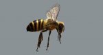 Honeybee (FUR) (RIGGED) 3D Model Online | Animal 3D Model Online