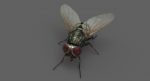 Housefly (RIGGED) 3D Model Online | Animal 3D Model Online