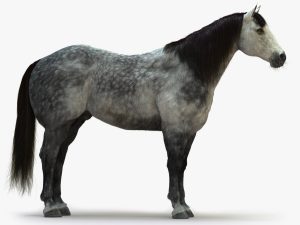 Horse 3D Model Online | Animal 3D Model Online