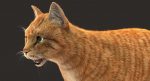 Cat 3D Model Online | Animal 3D Model Online