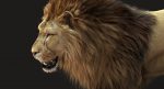Lion 3D Model Online | Animal 3D Model Online