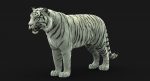 White Tiger (FUR) (RIGGED) 3D Model Online | Animal 3D Model Online