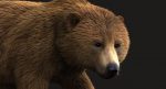 Brown Bear 3D Model Online | Animal 3D Model Online