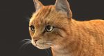 Cat 3D Model Online | Animal 3D Model Online