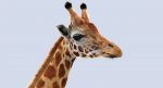 Giraffe (FUR) (RIGGED) 3D Model Online | Animal 3D Model Online