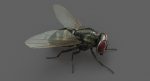 Housefly (RIGGED) 3D Model Online | Animal 3D Model Online