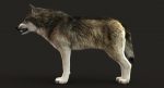 Wolf 3D Model Online | Animal 3D Model Online