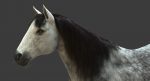 Horse 3D Model Online | Animal 3D Model Online