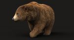 Brown Bear 3D Model Online | Animal 3D Model Online