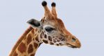 Giraffe (FUR) (RIGGED) 3D Model Online | Animal 3D Model Online