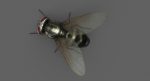 Housefly (RIGGED) 3D Model Online | Animal 3D Model Online