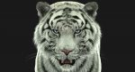 White Tiger 3D Model Online | Animal 3D Model Online