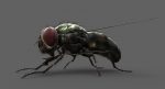 Housefly (RIGGED) 3D Model Online | Animal 3D Model Online