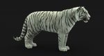 White Tiger 3D Model Online | Animal 3D Model Online