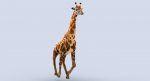 Giraffe (FUR) (RIGGED) 3D Model Online | Animal 3D Model Online