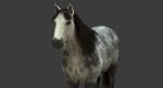 Horse 3D Model Online | Animal 3D Model Online
