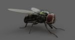 Housefly (RIGGED) 3D Model Online | Animal 3D Model Online