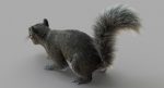 Squirrel (FUR) (RIGGED) 3D Model Online | Animal 3D Model Online