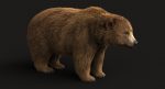 Brown Bear 3D Model Online | Animal 3D Model Online
